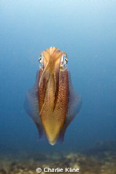 Curious Squid Posing by Charlie Kline 